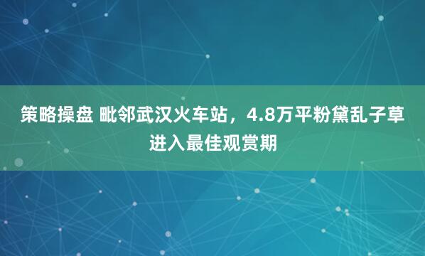 策略操盘 毗邻武汉火车站，4.8万平粉黛乱子草进入最佳观赏期